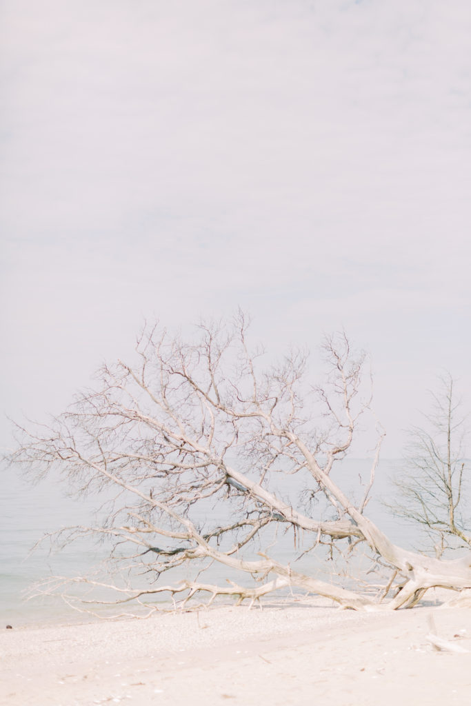 Driftwood On A Beach.