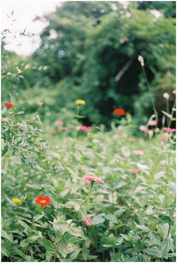 Field Of Flowers