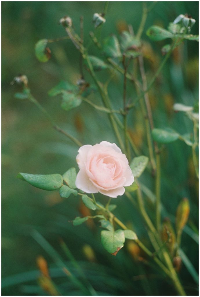 Pink Rose In A Garden