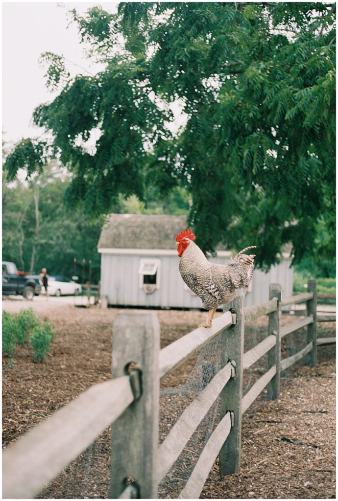 Chicken On A Fence