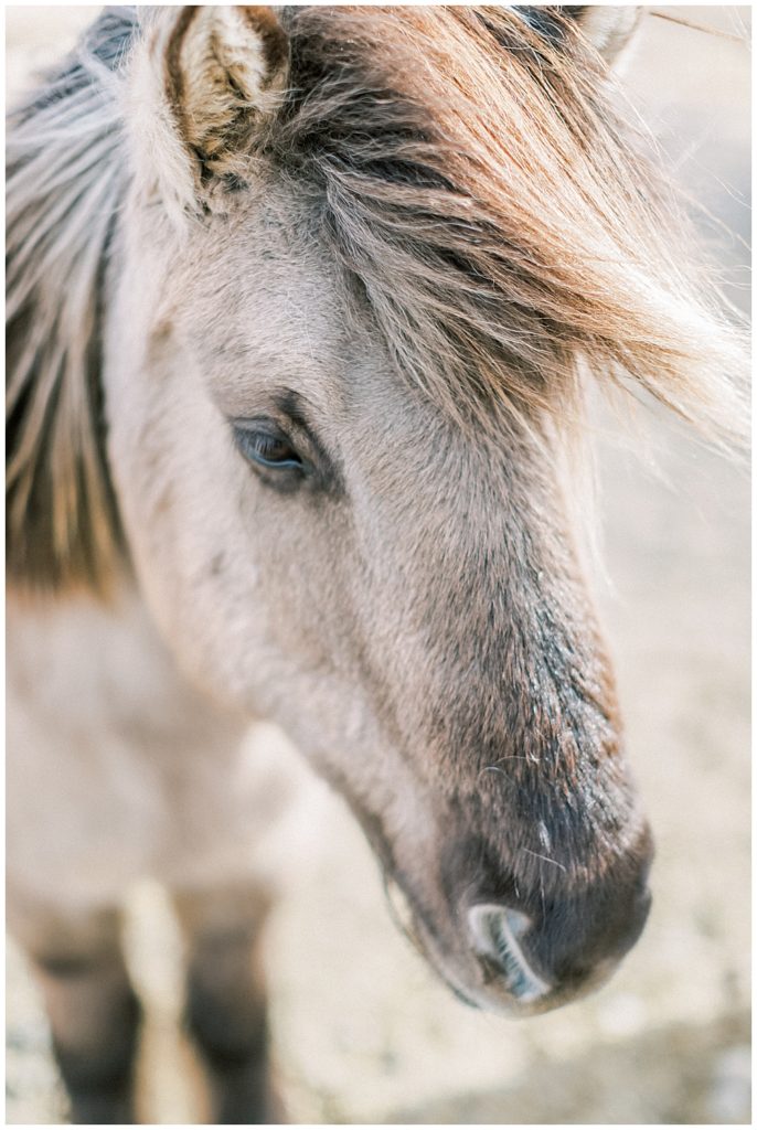 An Icelandic Horse