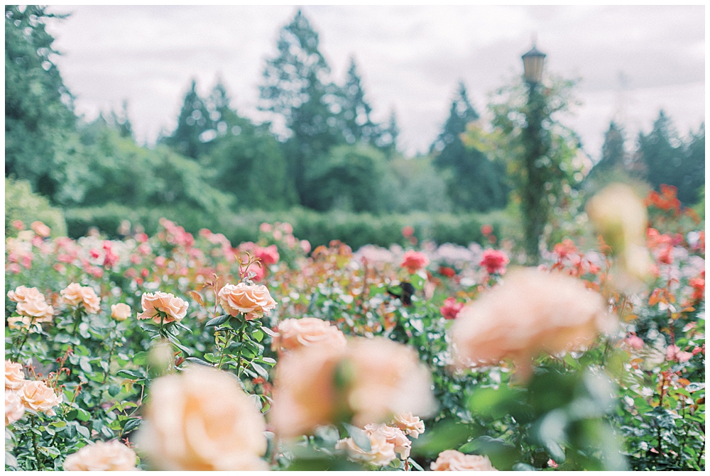 Dc Family Photographer - Field Of Roses