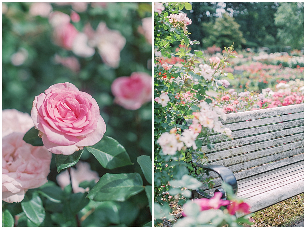 Rose Garden In Portland, Oregon