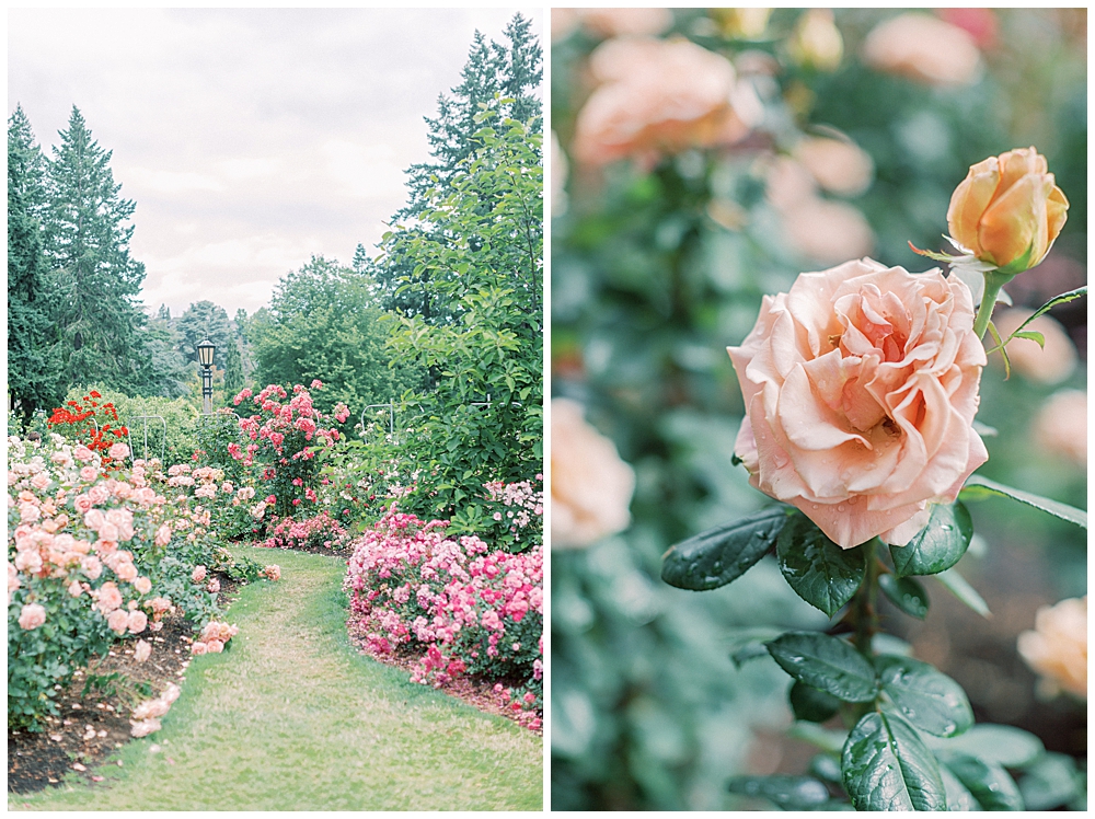 Pink Roses In Rose Garden