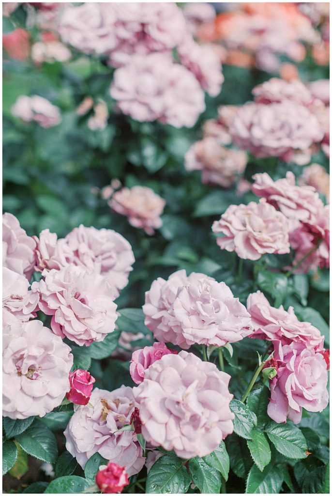 Dc Newborn Photographer - Purple Roses In A Rose Garden