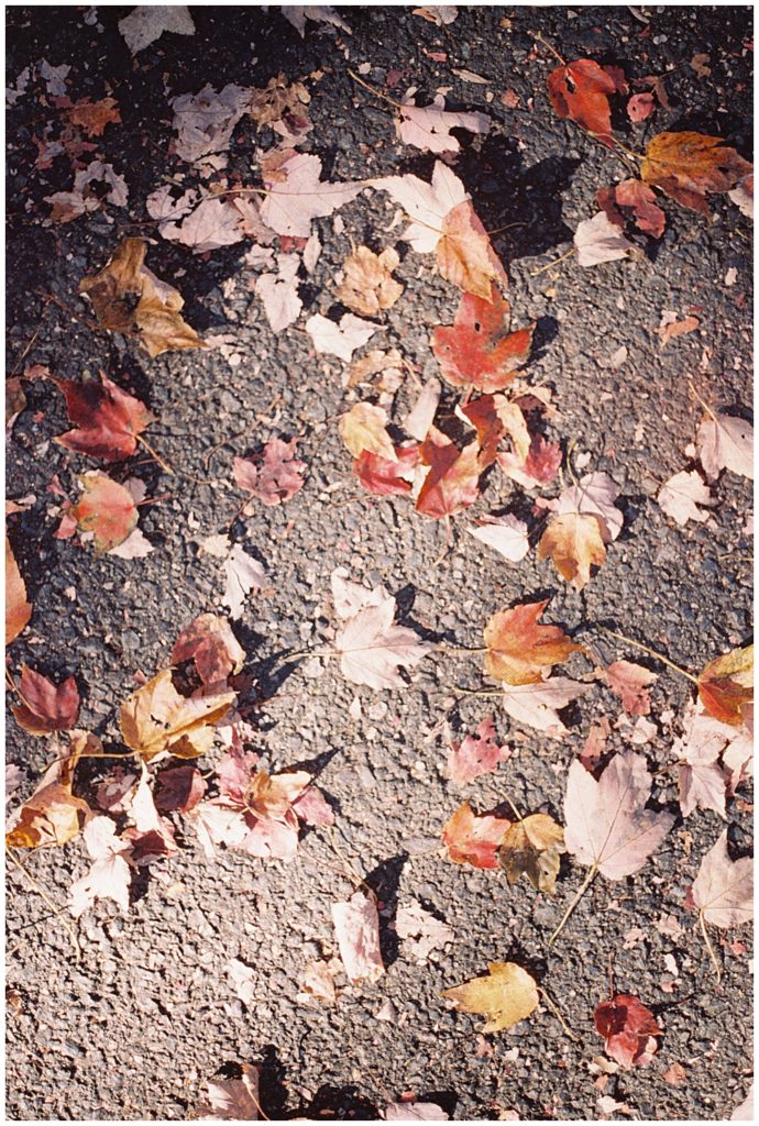 Leaves On The Ground During Fall.