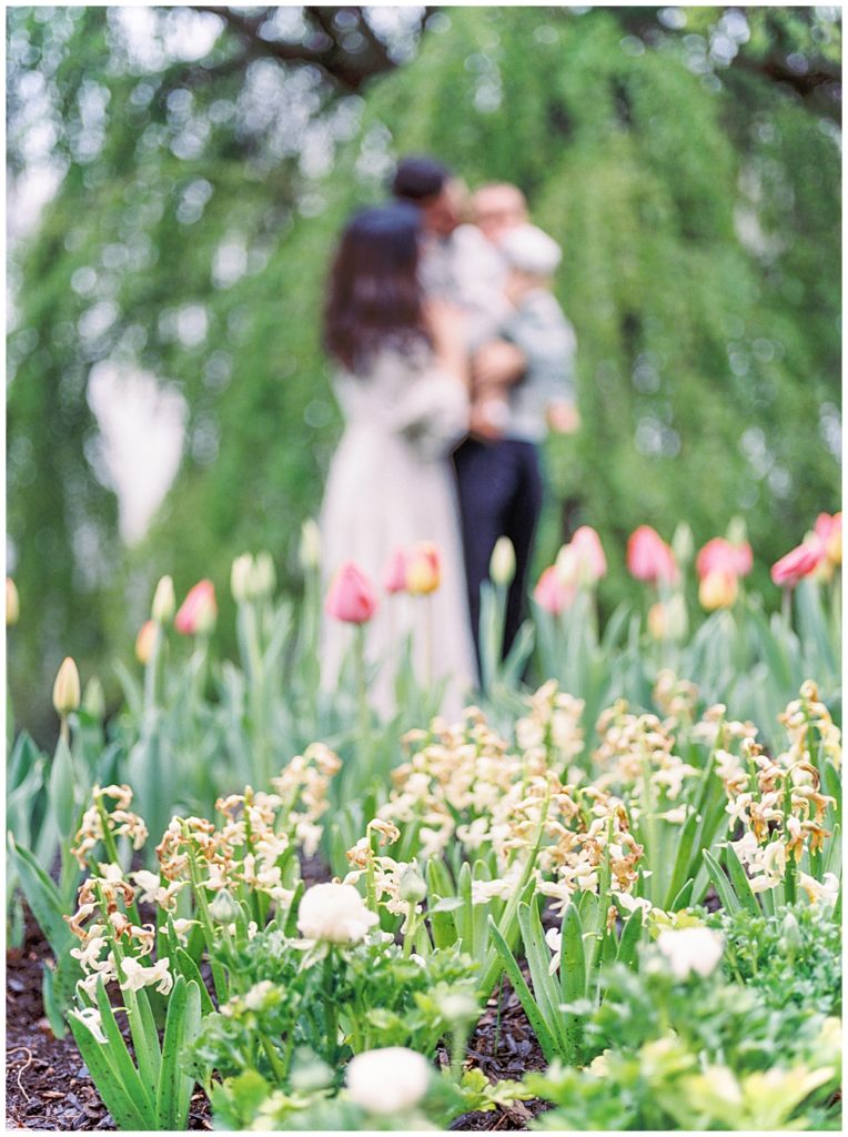 Young Family Stands Behind The Tulips At Brookside Gardens Near Bethesda, Maryland.