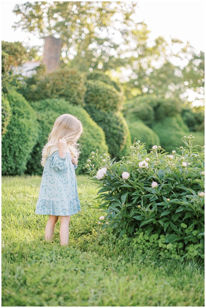 Little Girl Stops To Admire Some White Peonies During Their Family Photo Session