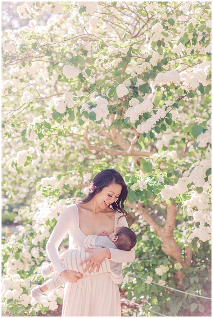 Mother Nurses Her Baby Boy By White Flowers At Brookside Gardens In Silver Spring