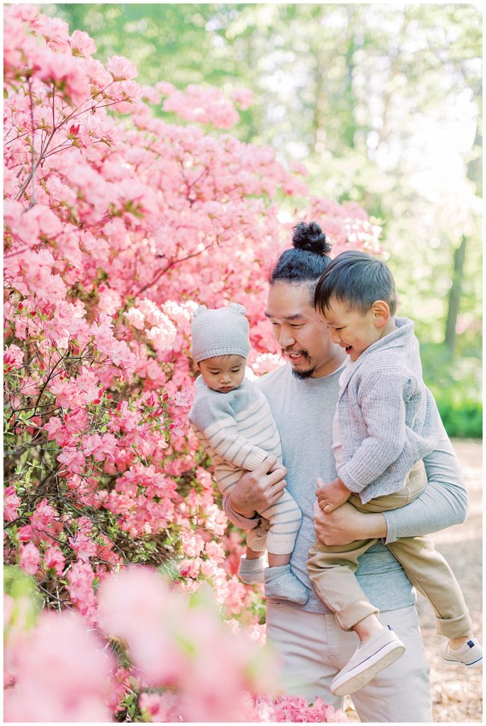 Father Holds His Two Sons Next To Pink Azaleas At Brookside Gardens