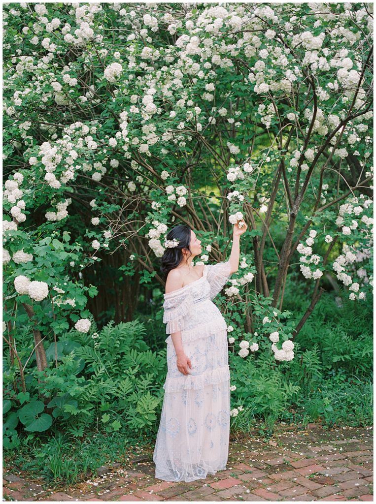 Pregnant Woman Reaches Up To Touch A Flower On A Tree At Tudor Place In Dc