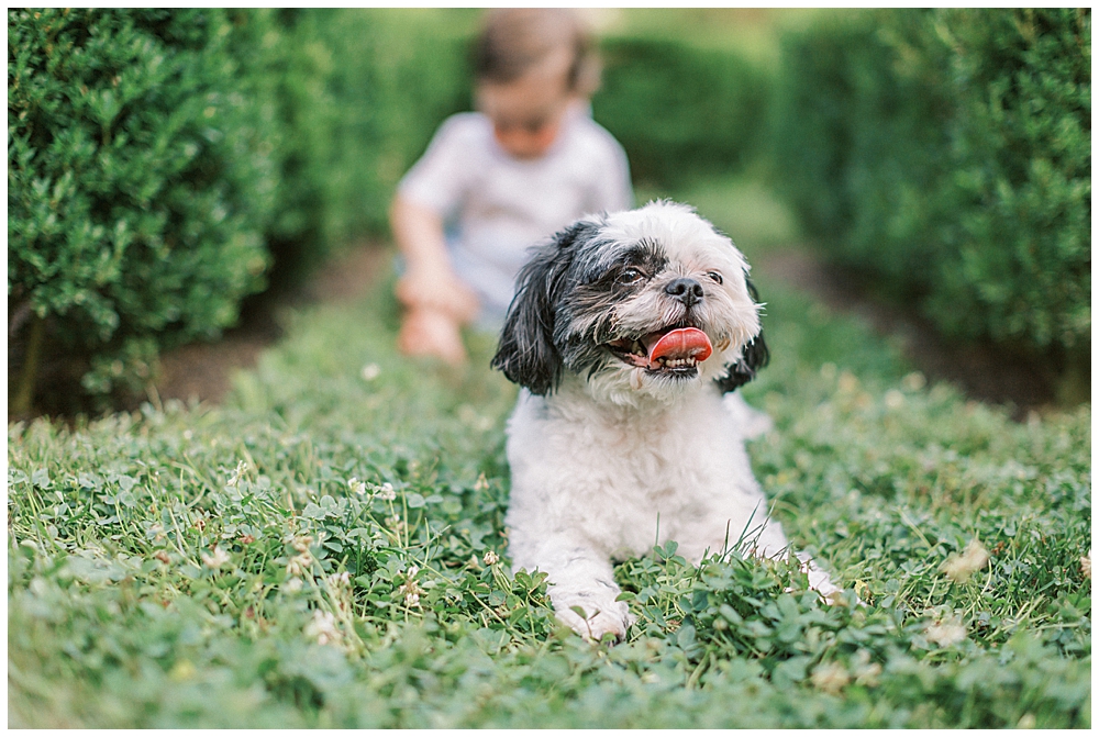 Baby Boy Sits Behind His Dog In A Garden