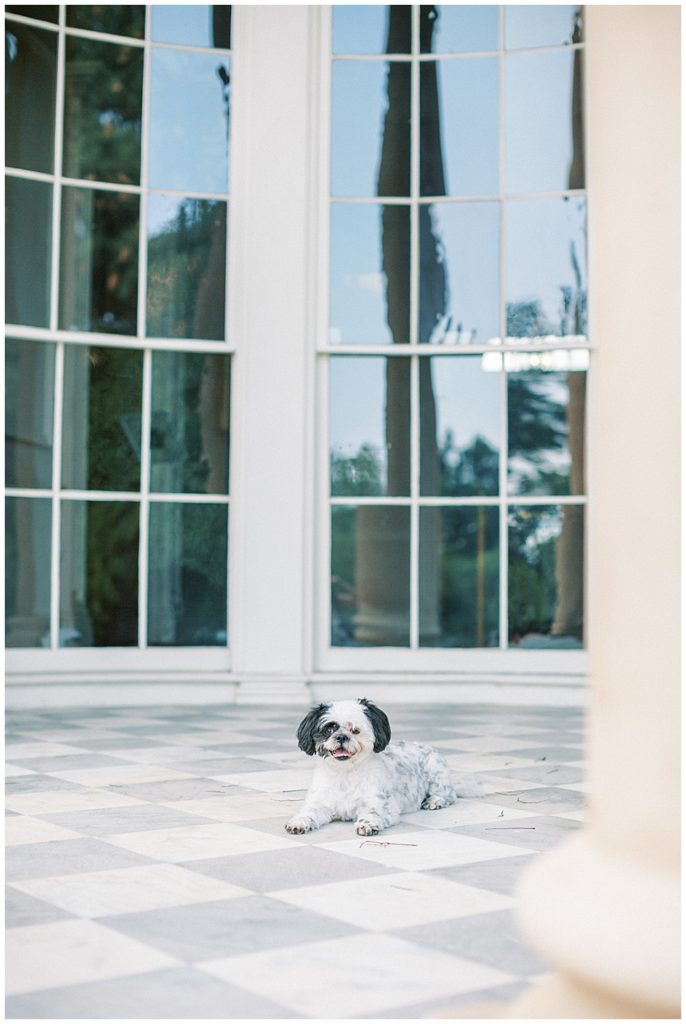 Dog Sits In Front Of The Tudor Place Manor