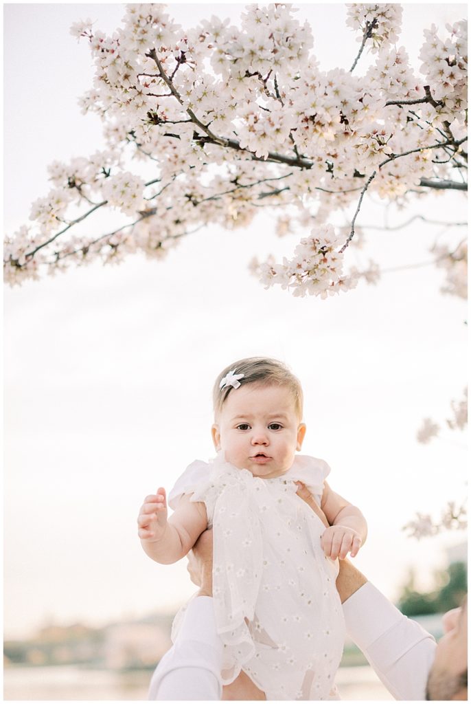 A Baby Girl Is Held Up To The Cherry Blossom Trees In Dc