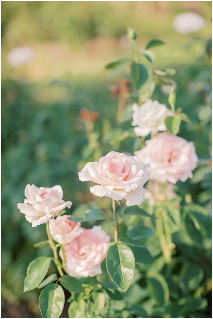 Pink Roses At Bon Air Rose Garden.