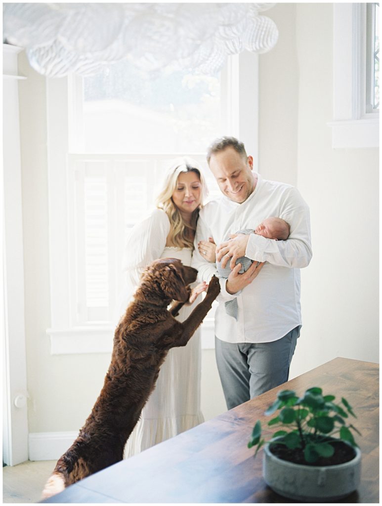 Mother And Father Smile Down At Their Dog Who Jumps Up On Them During Newborn Session With Dogs In Washington, Dc.