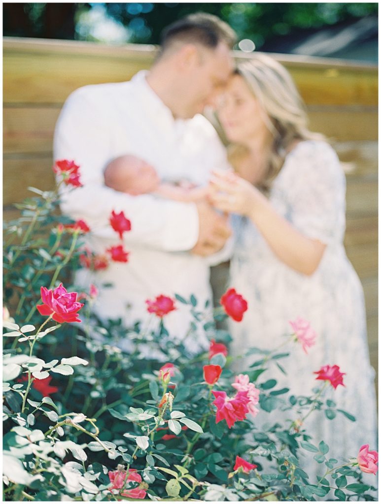 Mother And Father Hold Newborn Baby And Bring Their Heads Together Behind Rose Bush In Washington, Dc.