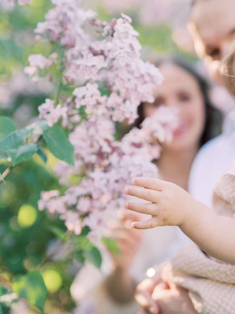 Close-Up View Of A Little Girl Touching Lilacs While Held By Her Parents.