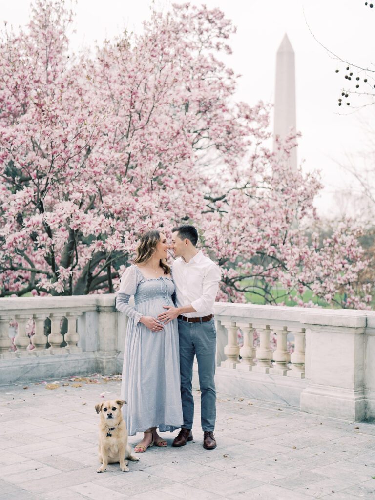 Expecting Parents Stand On The Portico Of The Dar Constitution Hall With Their Dog During The Peak Magnolia Bloom.