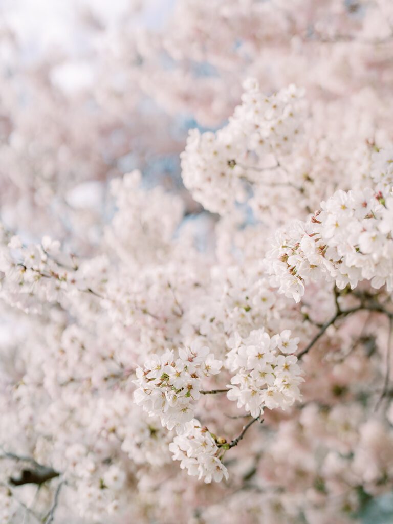 Close Up View Of White Dc Cherry Blossoms.