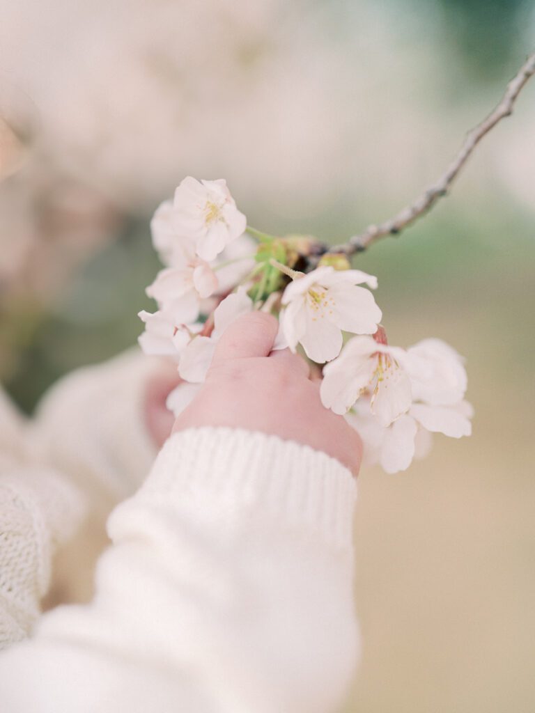 Close-Up View Of Baby Grabbing Cherry Blossoms From Tree.