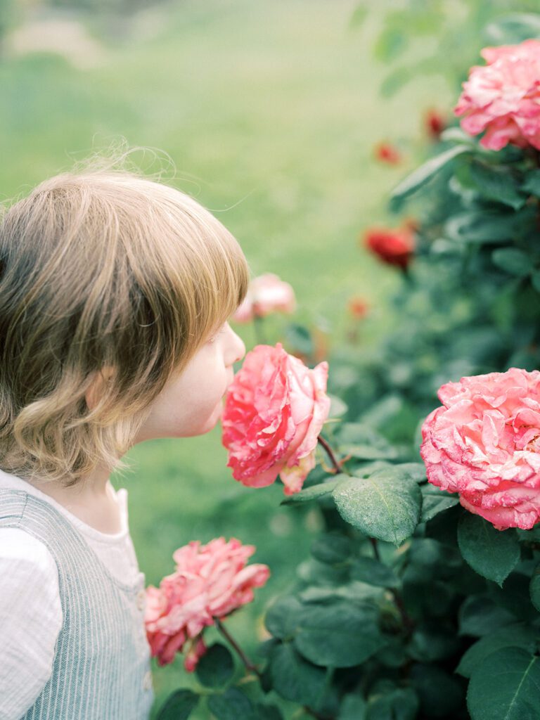 Little Boy Smells The Roses In A Garden.