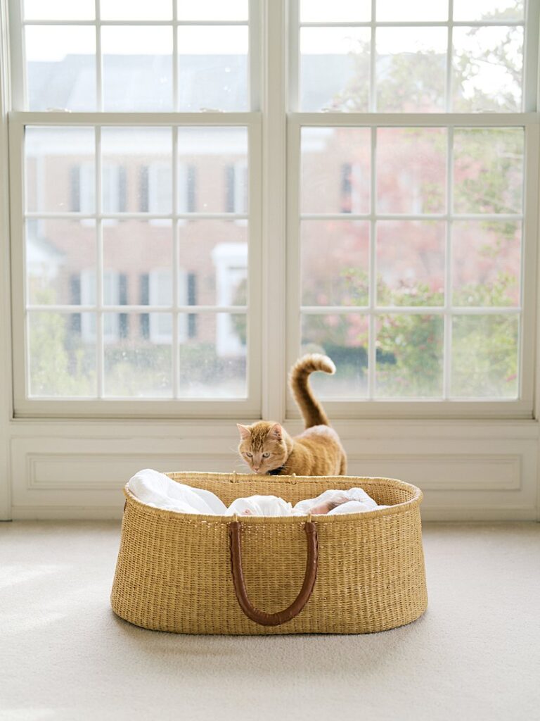 An Orange Cat Looks Into A Moses Basket During A Newborn Session.