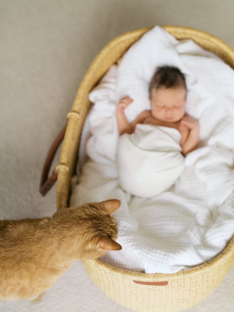 An Orange Cat Peeks Into A Moses Basket With A Baby.