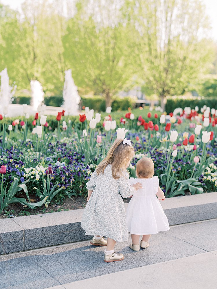 Two Little Girls Walk By Red And White Tulips.