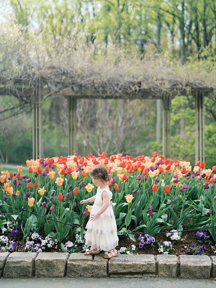 A Toddler Walks Along A Stone Pathway Next To Tulips.