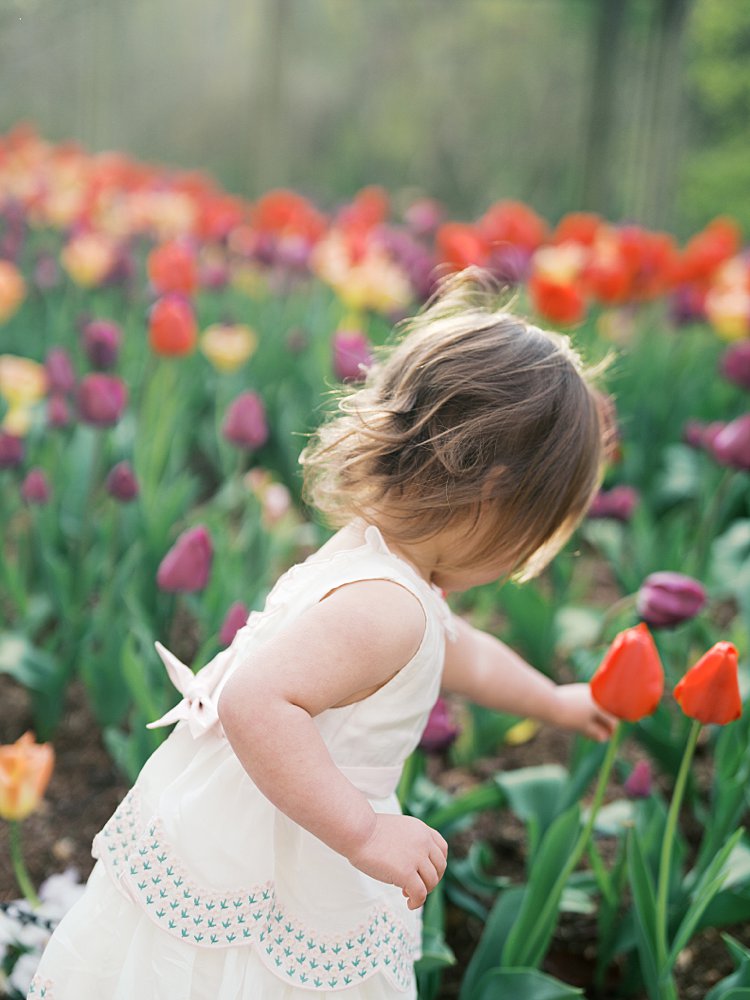Toddler With Brown Hair In A White Dress Leans Over To Admire Some Tulips In A Garden.