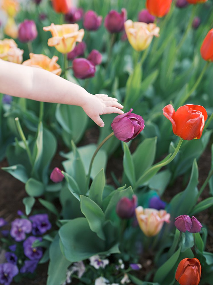 A Little Hand Reaches Out To Touch Tulips In A Garden.