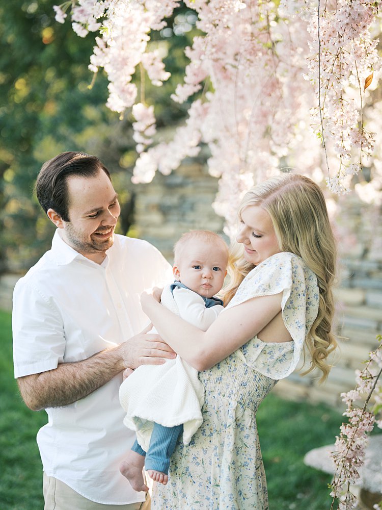 Mother And Father Hold Their Baby Boy Amongst Pink Cherry Trees.