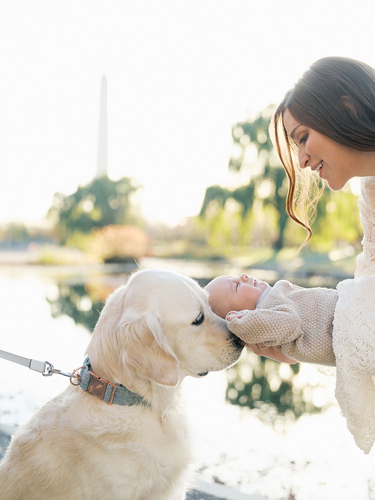 Mother Holds Baby To Golden Retriever To Sniff During Their Constitution Garden Newborn Photos.