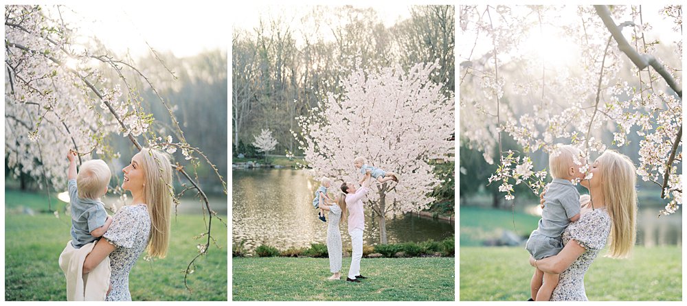 Brookside Gardens Is One Of The Best Dc Cherry Blossom Locations.