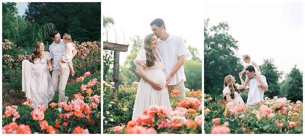 Three Maternity Session Photos Of A Mother, Father, And Toddler Daughter In A Rose Garden For A Blog Post On When To Book Your Maternity Session.