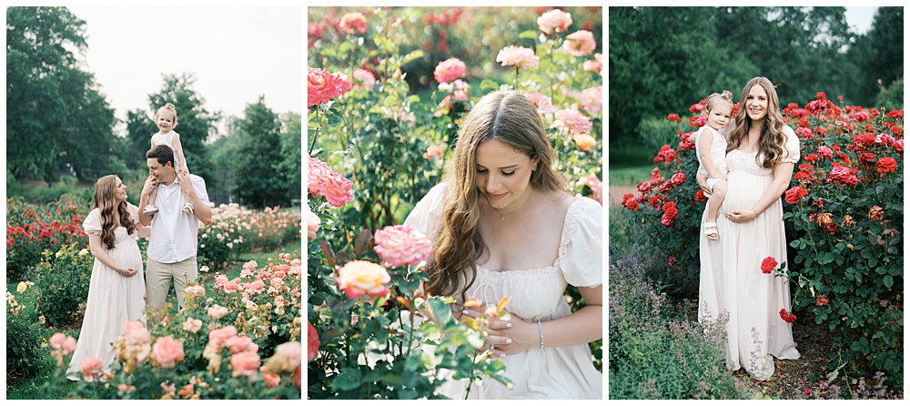 Three Maternity Photos In A Rose Garden With A Toddler Daughter.