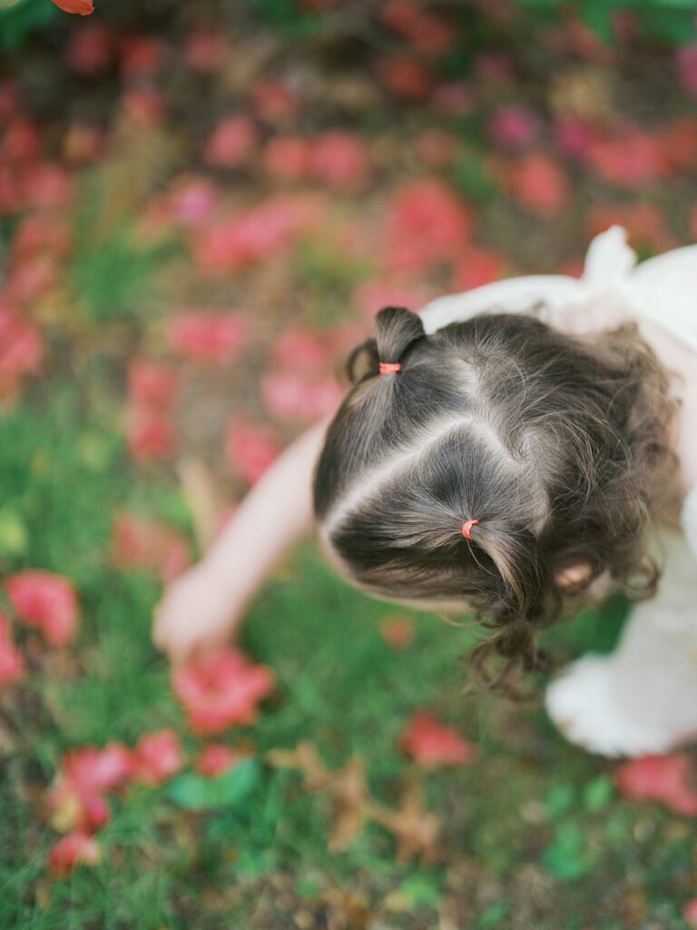 An Overhead View Of A Toddler Girl With Pigtails Leaning Forward To Explore Vibrant Red And Pink Azalea Blooms On The Ground At Brighton Dam Azalea Garden