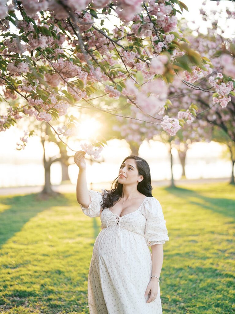 Maternity Portrait Of A Mother Reaching Up Toward Pink Cherry Blossoms At Hains Point, Bathed In Golden Hour Light With Long Shadows Across The Grass.