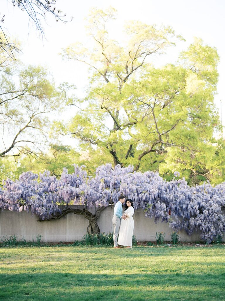 Wide View Of A Couple Embracing Under A Sweeping Wisteria Tree In Full Bloom During Dc Wisteria Maternity Photos, With Soft Spring Light And Fresh Greenery Surrounding Them.