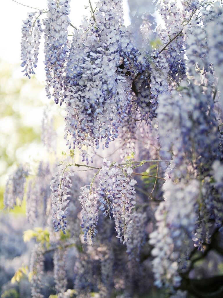 Close-Up Of Cascading Lavender Wisteria Blooms Glowing In Soft Spring Light, A Dreamy Detail From Dc Wisteria Maternity Photos.