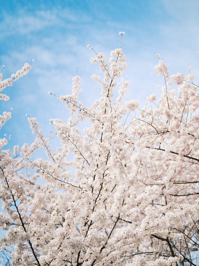 Stanton Park Cherry Blossoms In Full Bloom Against A Soft Blue Sky, With Delicate White Flowers Filling The Frame — Captured During A Newborn Photo Session In Washington Dc.