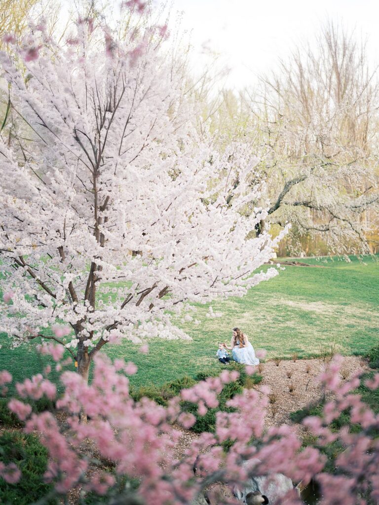 A Wide View Of Blooming Cherry Blossom Trees With A Mother And Child Seated Beneath Them, Showcasing The Soft Pastel Beauty That Defines When Is The Best Time To Get Family Photos In The Dmv.
