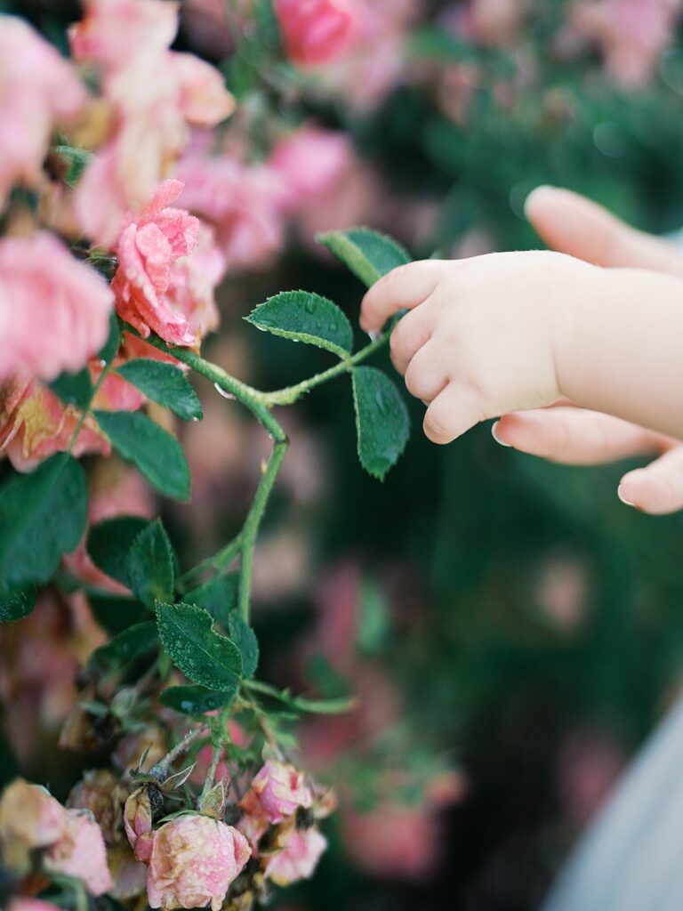 A Close-Up Of A Child’s Hand Reaching Out To Touch Delicate Pink Roses, Capturing The Small, Meaningful Details That Make Family Sessions Feel So Personal.