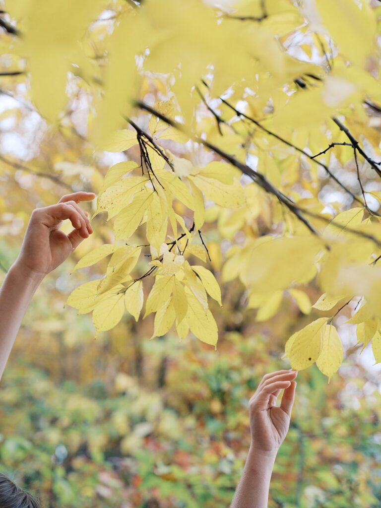 A Close-Up Of Hands Reaching Toward Soft Yellow Autumn Leaves, Capturing The Rich Seasonal Color That Often Makes People Wonder When Is The Best Time To Get Family Photos In The Dmv.