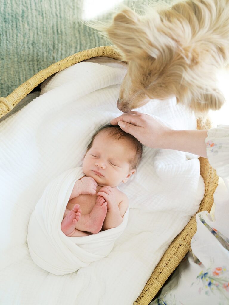 A Fluffy Dog Gently Sniffing A Swaddled Sleeping Newborn Tucked Into A Wicker Moses Basket, Capturing An Adorable And Candid In-Home Lifestyle Newborn Photography Moment.