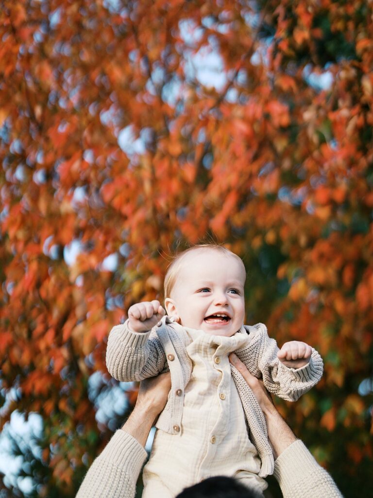 Baby Lifted Overhead Laughs Against A Wall Of Fiery Red Autumn Leaves, A Joyful Moment At One Of The Best Washington Dc Fall Foliage Locations.