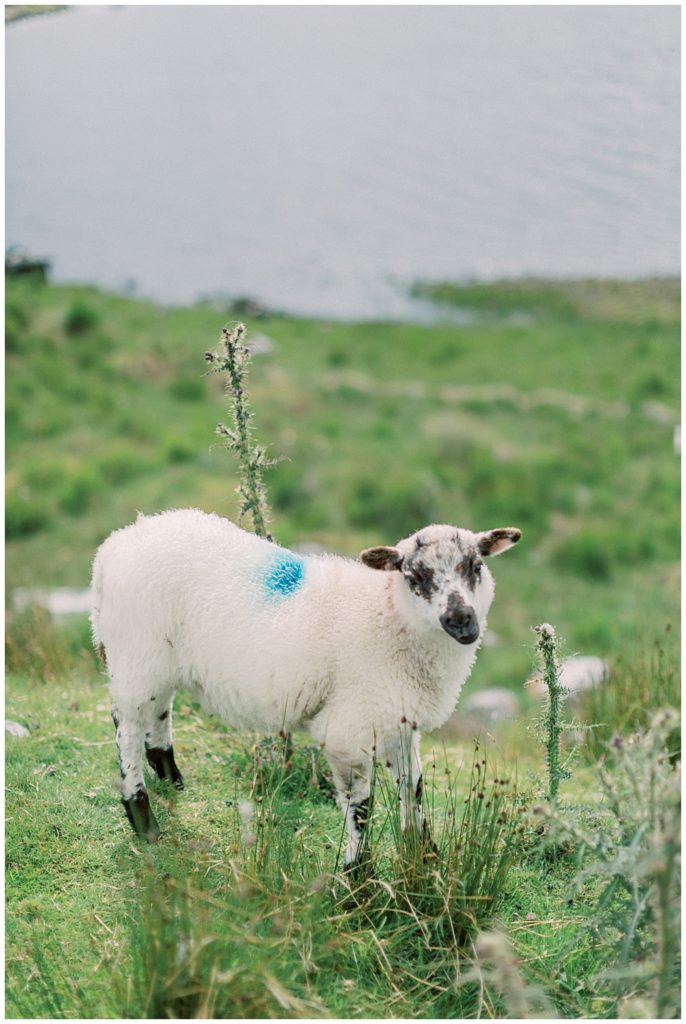 Sheep in Connemara, Ireland