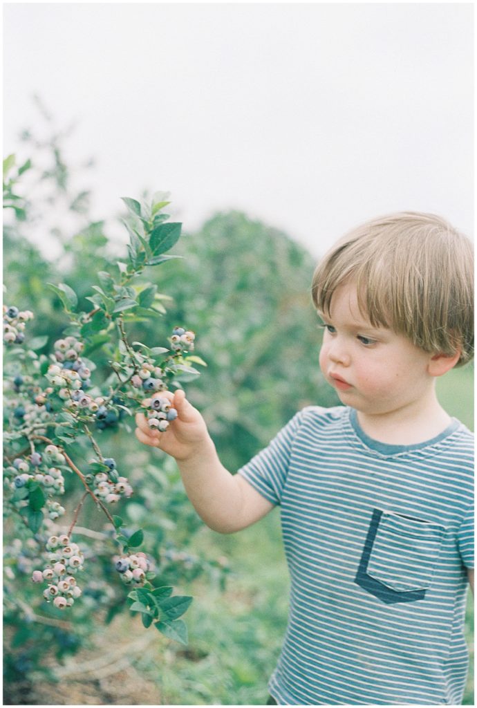 Maryland film photographer - toddler picking blueberries from a bush