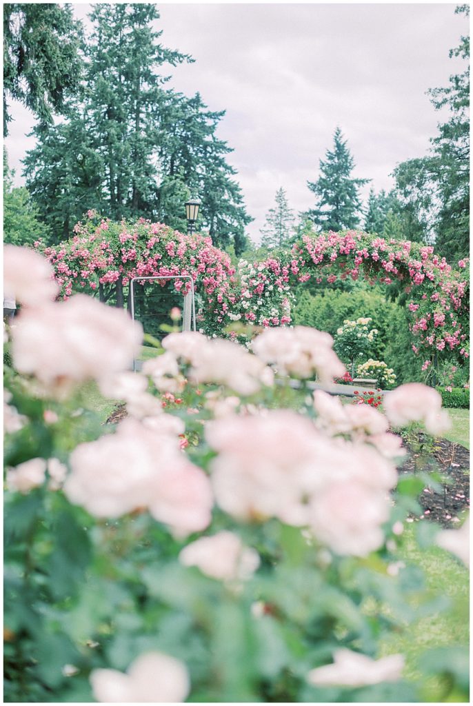 DC Maternity Photographer - rose garden